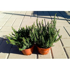 Vres obyčajný (Calluna vulgaris) ´SKYLINE´ - výška 10-20 cm, kont. C1L (tmavo zelený)